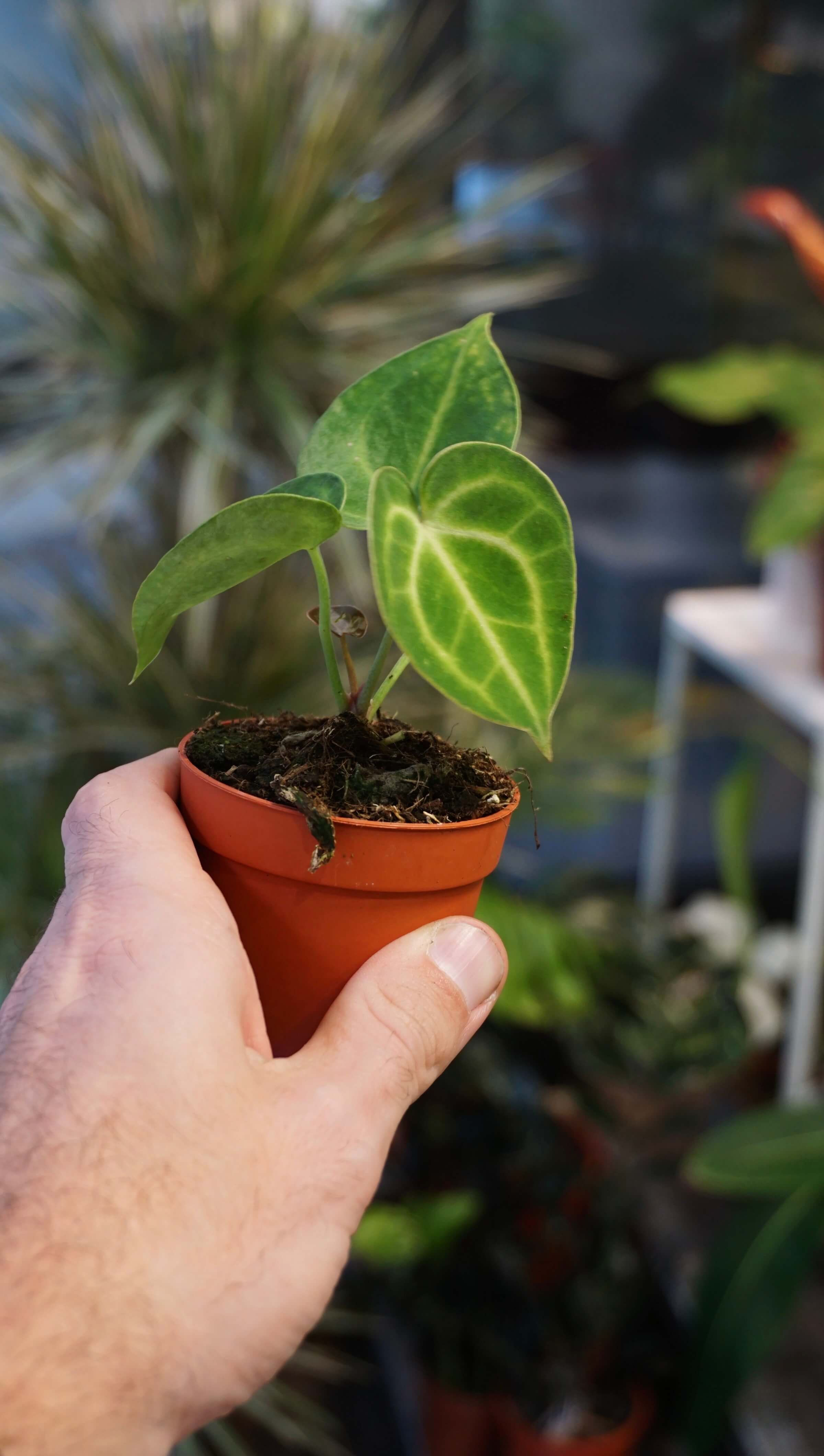 Anthurium King Of Clarinervium - Studio Plantes