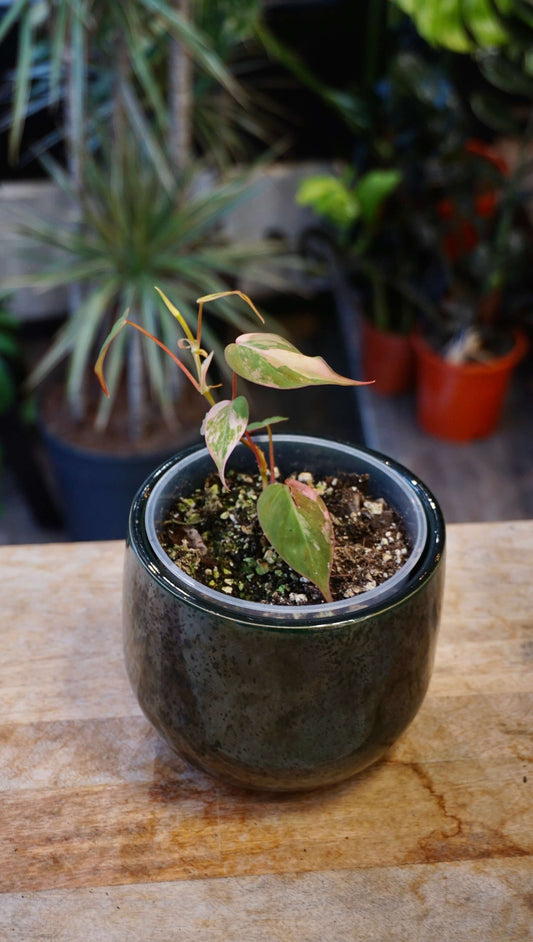 Philodendron Micans Pink Variegata studio plantes rares jungle jardinerie strasbourg rare plant shop online pflanzen