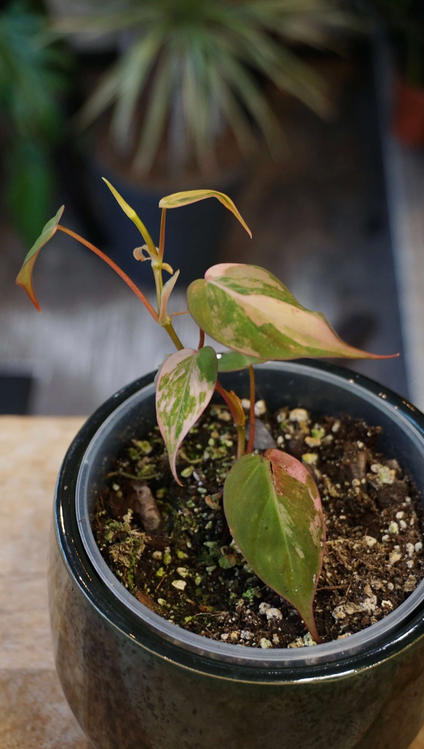 Philodendron Micans Pink Variegata studio plantes rares jungle jardinerie strasbourg rare plant shop online pflanzen