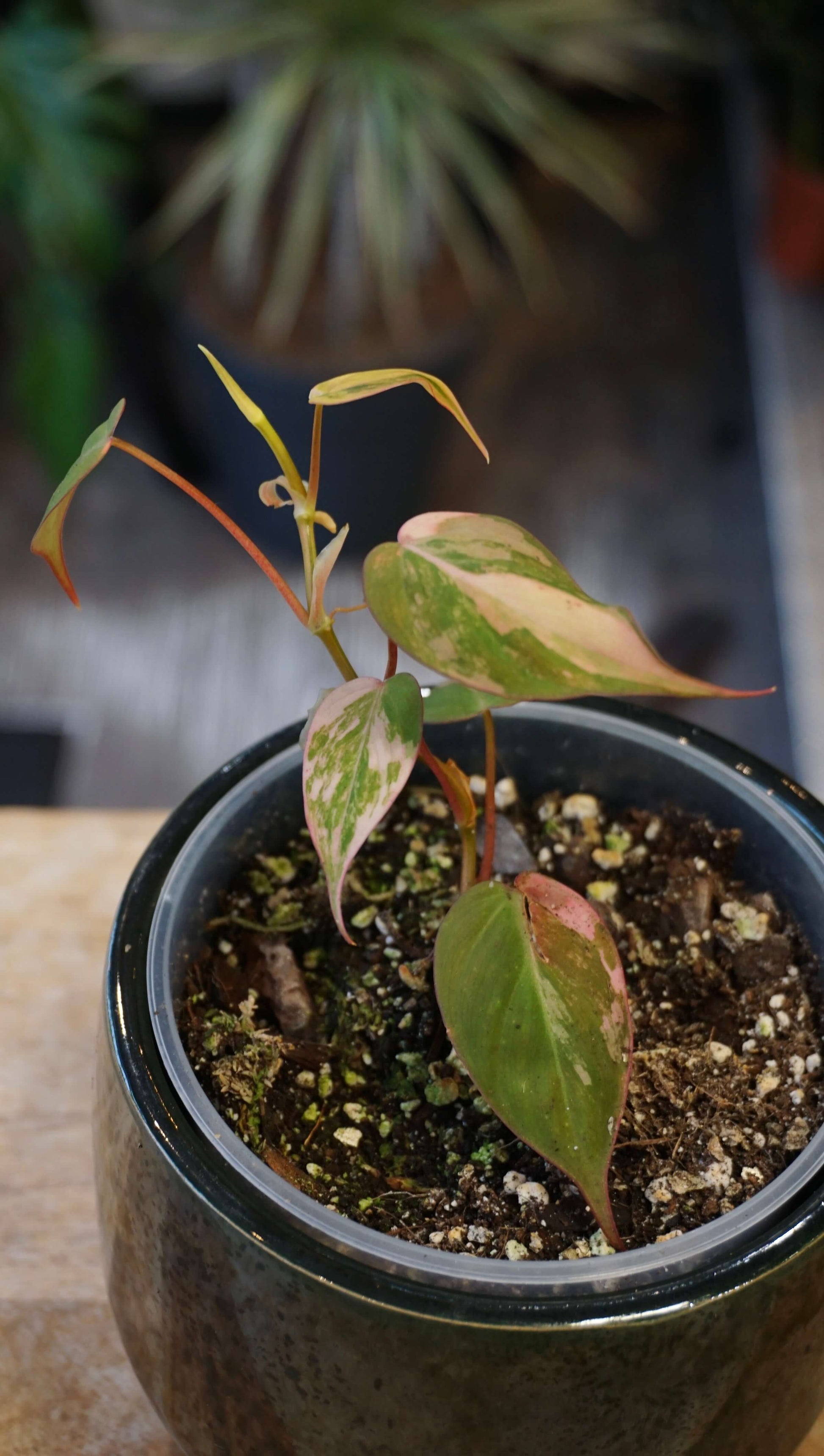 Philodendron Micans Pink Variegata studio plantes rares jungle jardinerie strasbourg rare plant shop online pflanzen