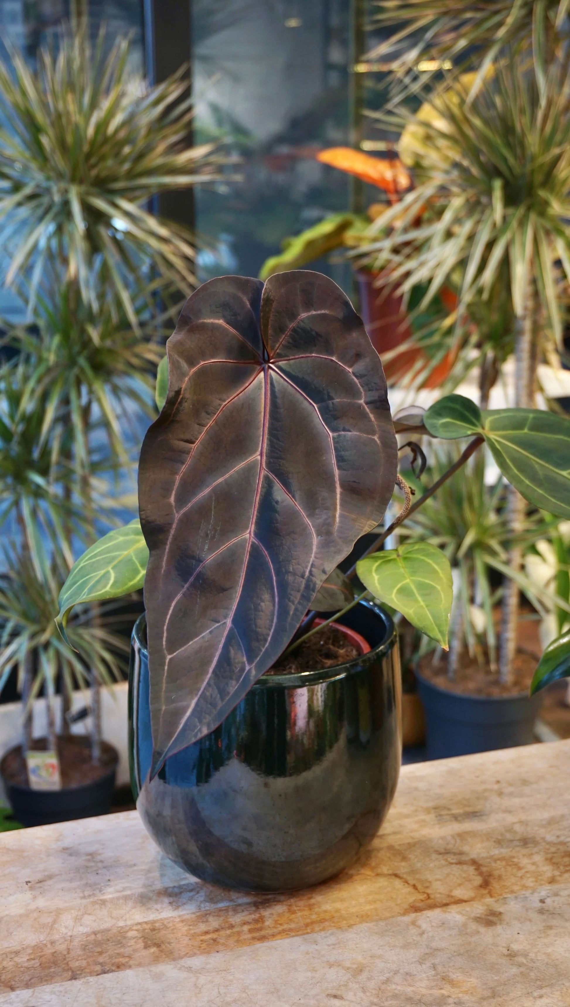 anthurium doc block Dark and Handsome x Red Velvet Cake studio plantes rares jungle jardinerie strasbourg france rare plant shop online pflanzen