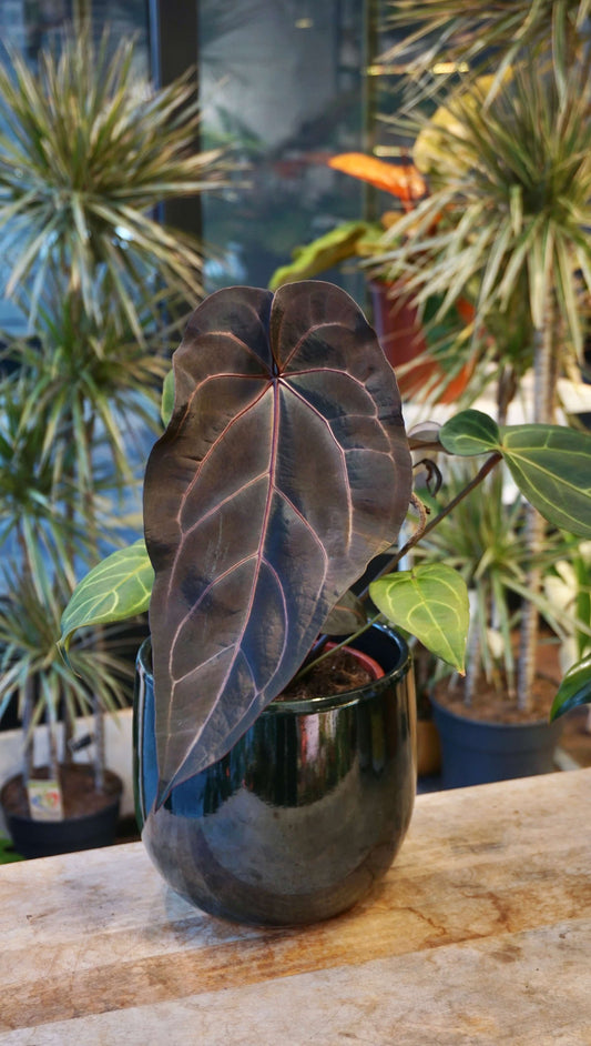 anthurium doc block Dark and Handsome x Red Velvet Cake studio plantes rares jungle jardinerie strasbourg france rare plant shop online pflanzen