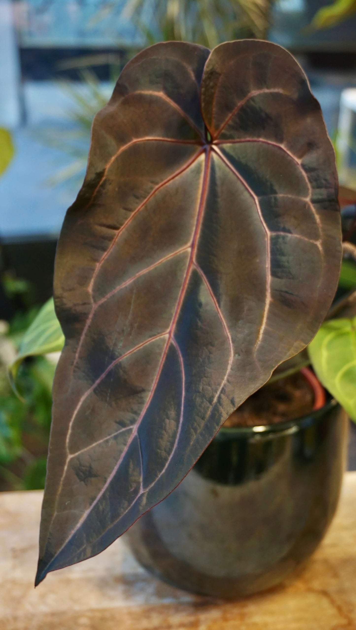 anthurium doc block Dark and Handsome x Red Velvet Cake studio plantes rares jungle jardinerie strasbourg france rare plant shop online pflanzen