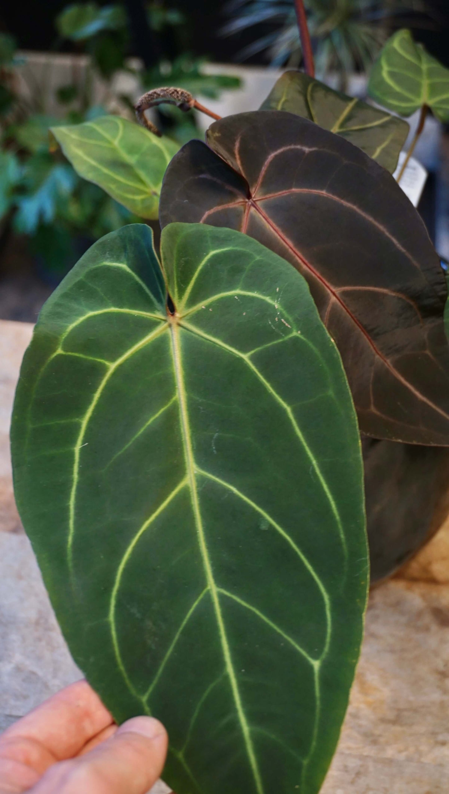 anthurium doc block Dark and Handsome x Red Velvet Cake studio plantes rares jungle jardinerie strasbourg france rare plant shop online pflanzen