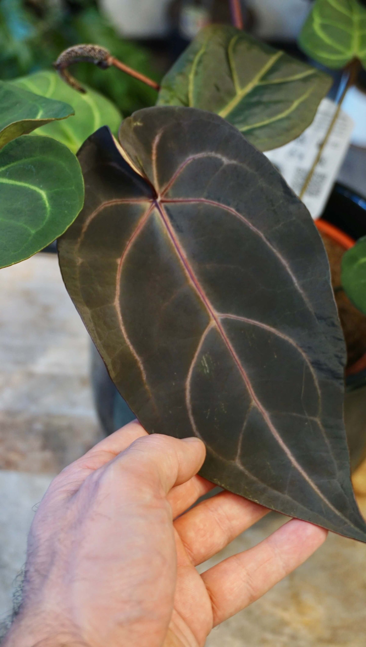 anthurium doc block Dark and Handsome x Red Velvet Cake studio plantes rares jungle jardinerie strasbourg france rare plant shop online pflanzen