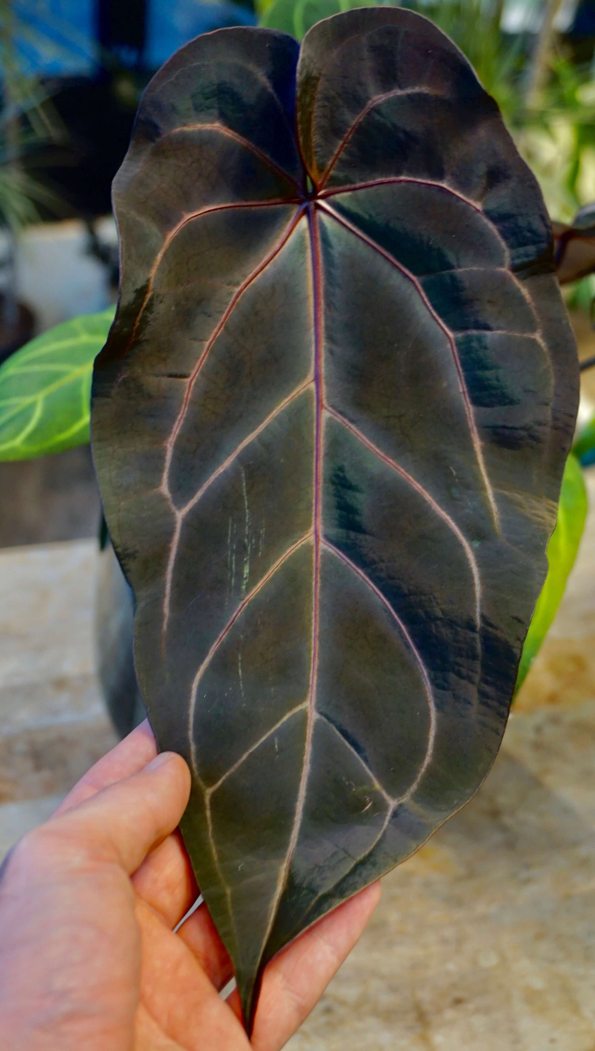 anthurium doc block Dark and Handsome x Red Velvet Cake studio plantes rares jungle jardinerie strasbourg france rare plant shop online pflanzen