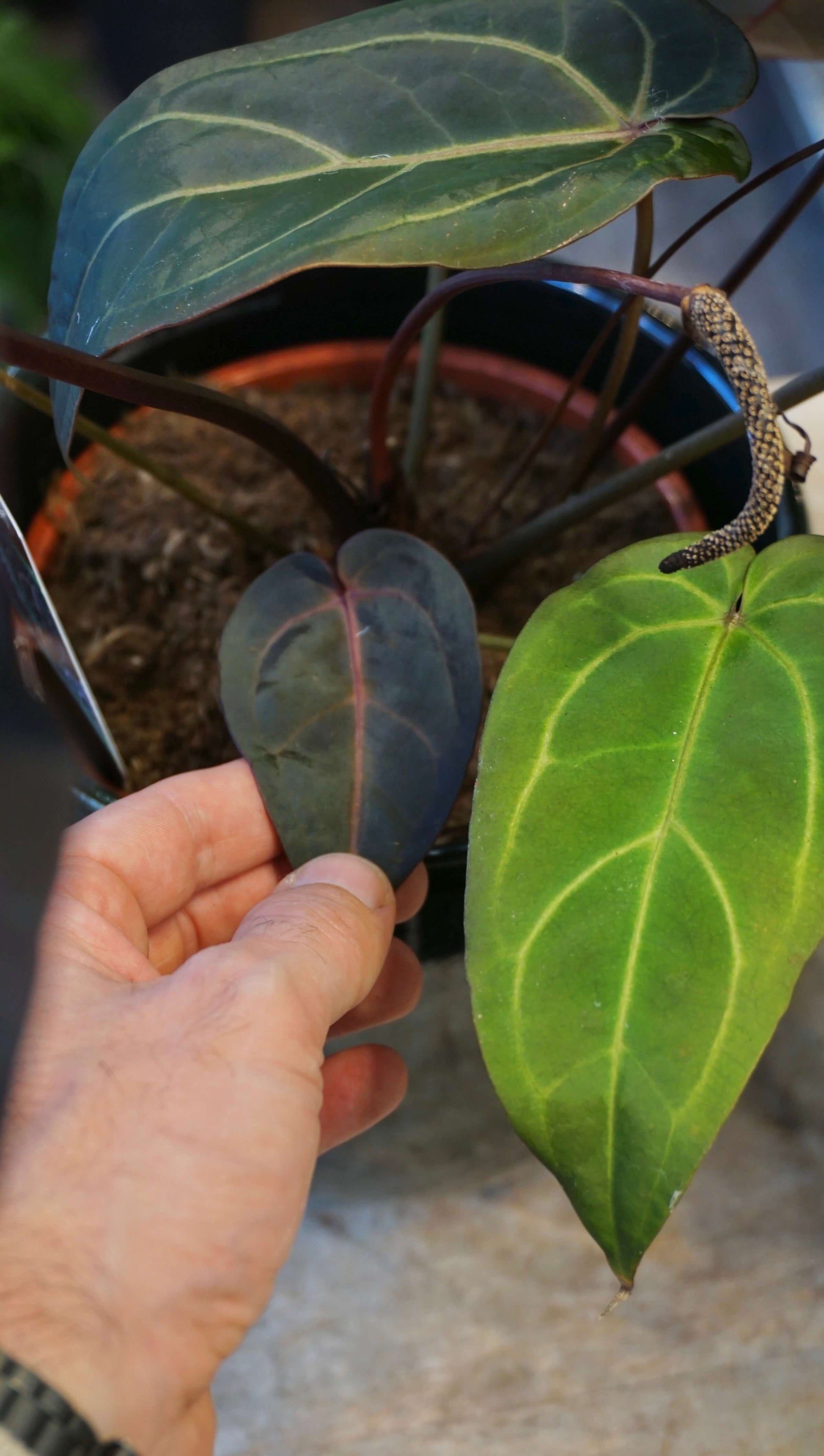 anthurium doc block Dark and Handsome x Red Velvet Cake studio plantes rares jungle jardinerie strasbourg france rare plant shop online pflanzen