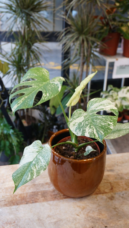 Monstera White Monster large form kunzo studio plantes rares jungle jardinerie strasbourg rare plant shop online pflanzen