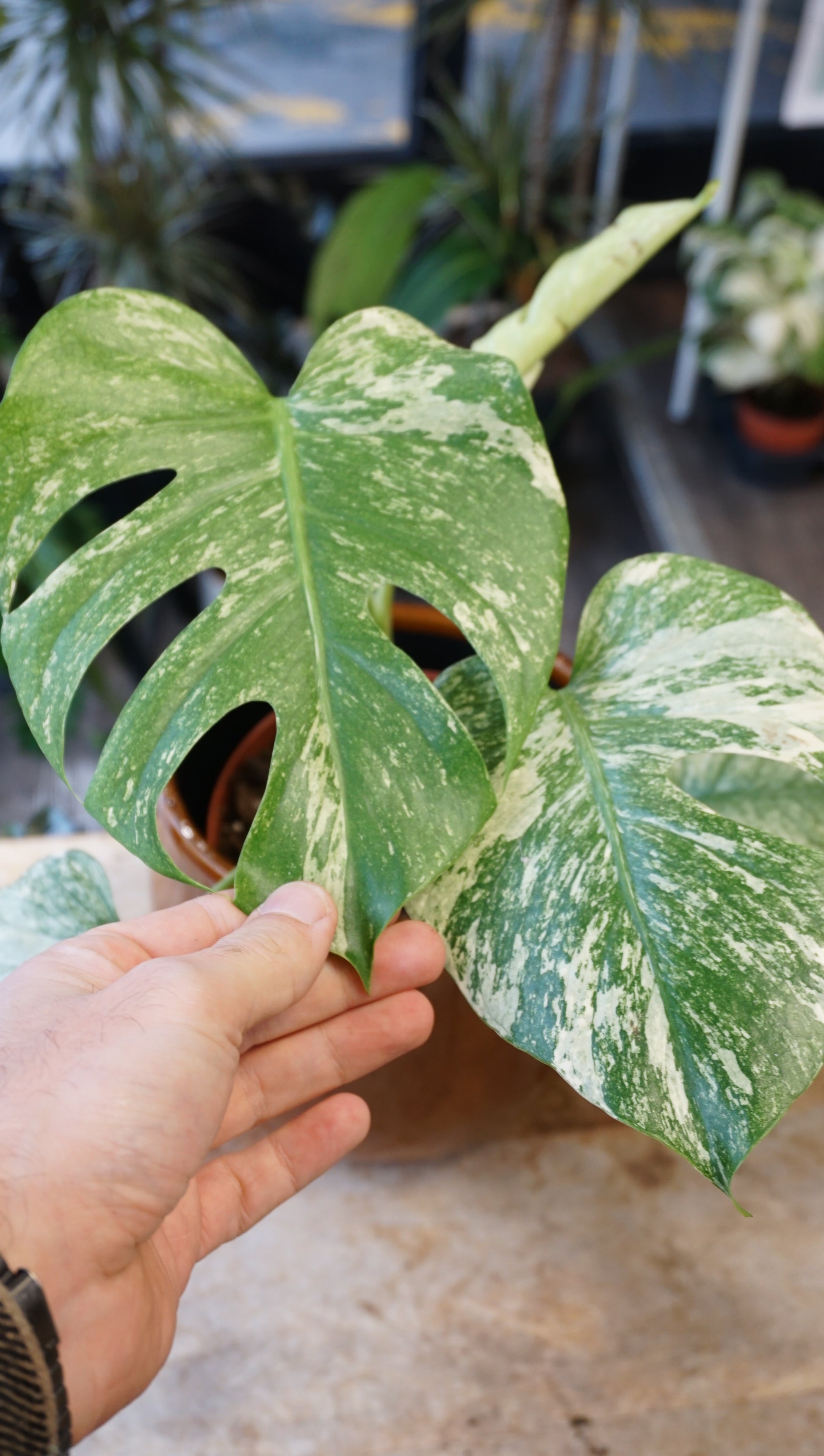 Monstera White Monster large form kunzo studio plantes rares jungle jardinerie strasbourg rare plant shop online pflanzen