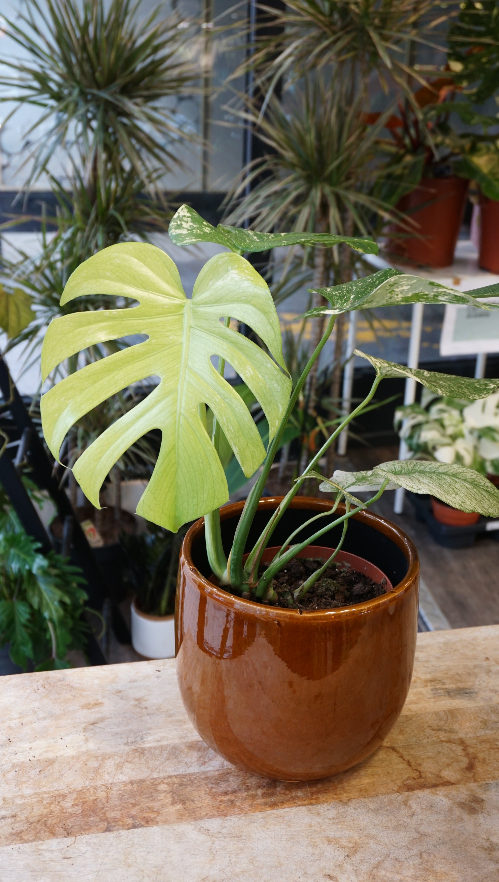 Monstera White Monster large form kunzo studio plantes rares jungle jardinerie strasbourg rare plant shop online pflanzen