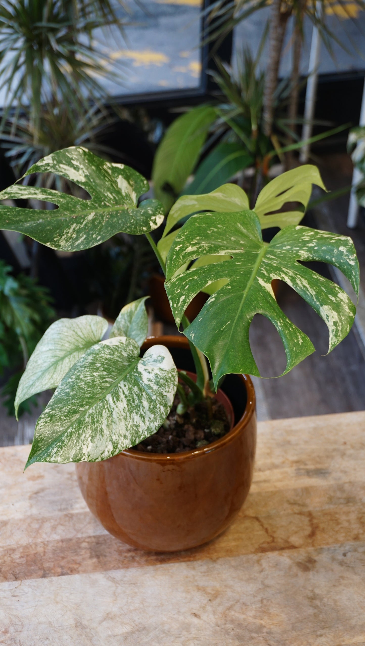 Monstera White Monster large form kunzo studio plantes rares jungle jardinerie strasbourg rare plant shop online pflanzen