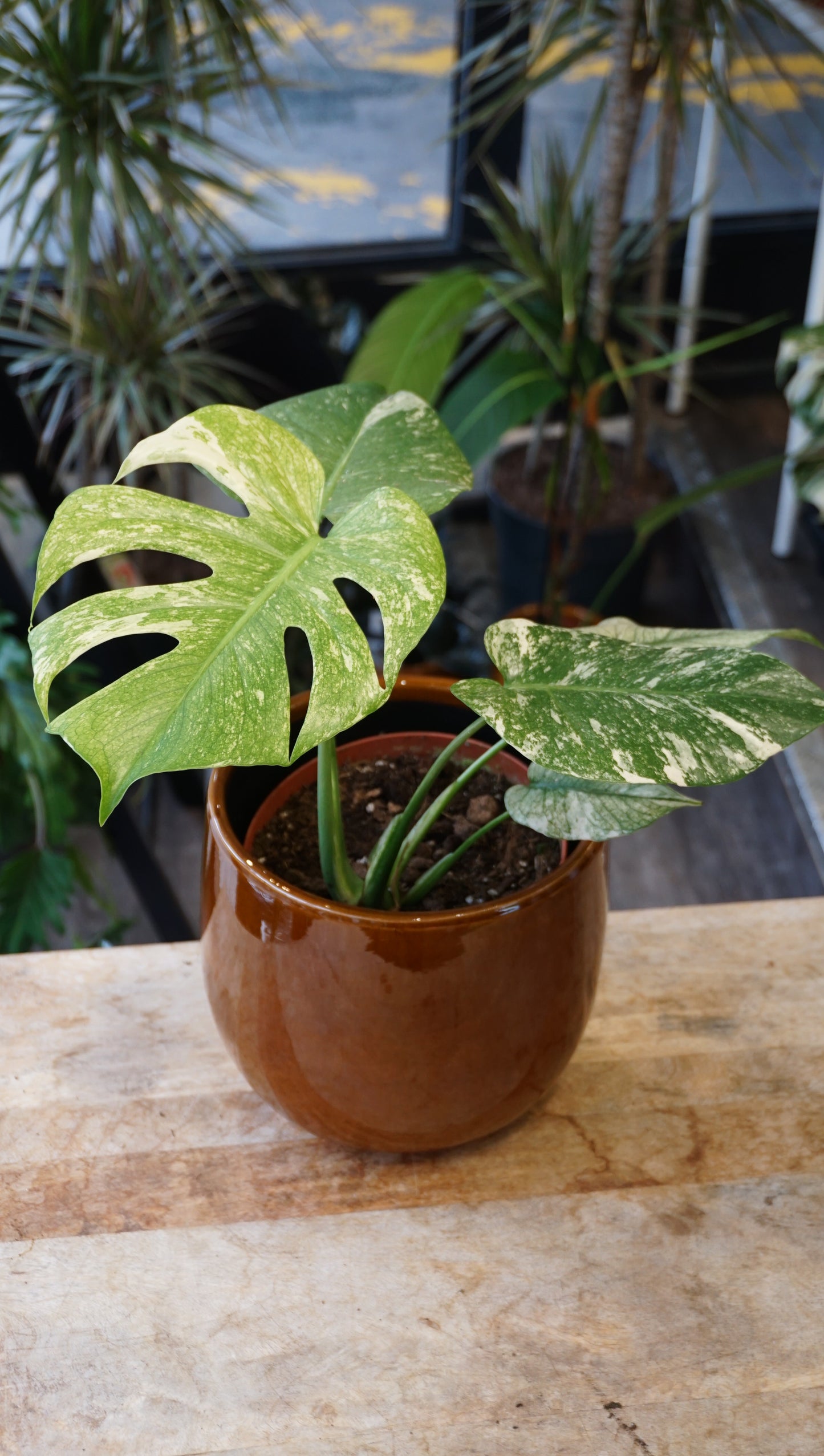 Monstera White Monster large form kunzo studio plantes rares jungle jardinerie strasbourg rare plant shop online pflanzen