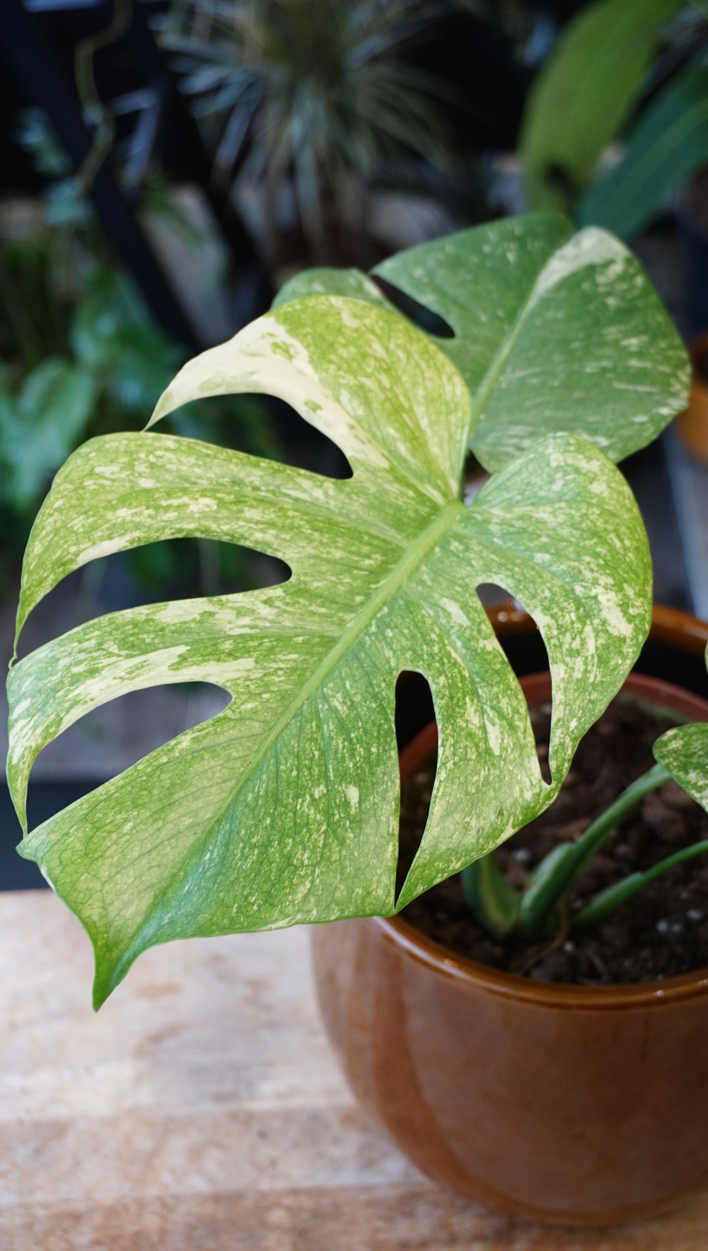 Monstera White Monster large form kunzo studio plantes rares jungle jardinerie strasbourg rare plant shop online pflanzen