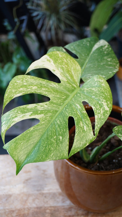 Monstera White Monster large form kunzo studio plantes rares jungle jardinerie strasbourg rare plant shop online pflanzen