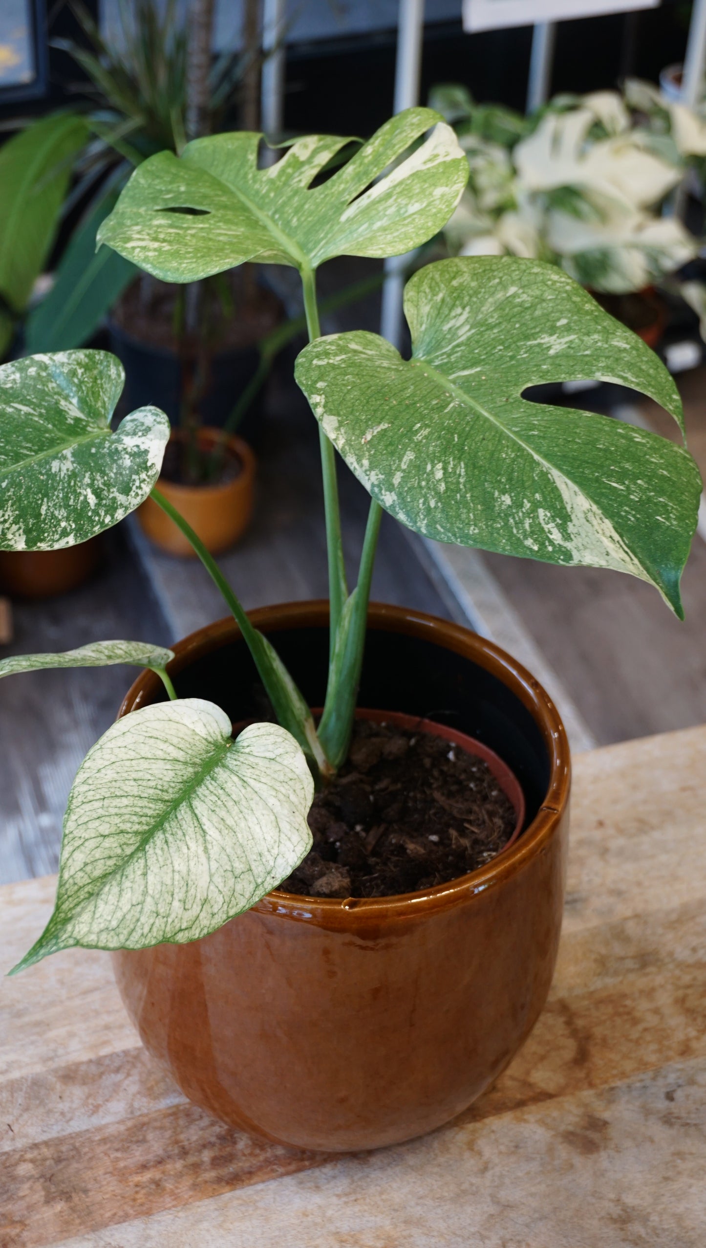 Monstera White Monster large form kunzo studio plantes rares jungle jardinerie strasbourg rare plant shop online pflanzen