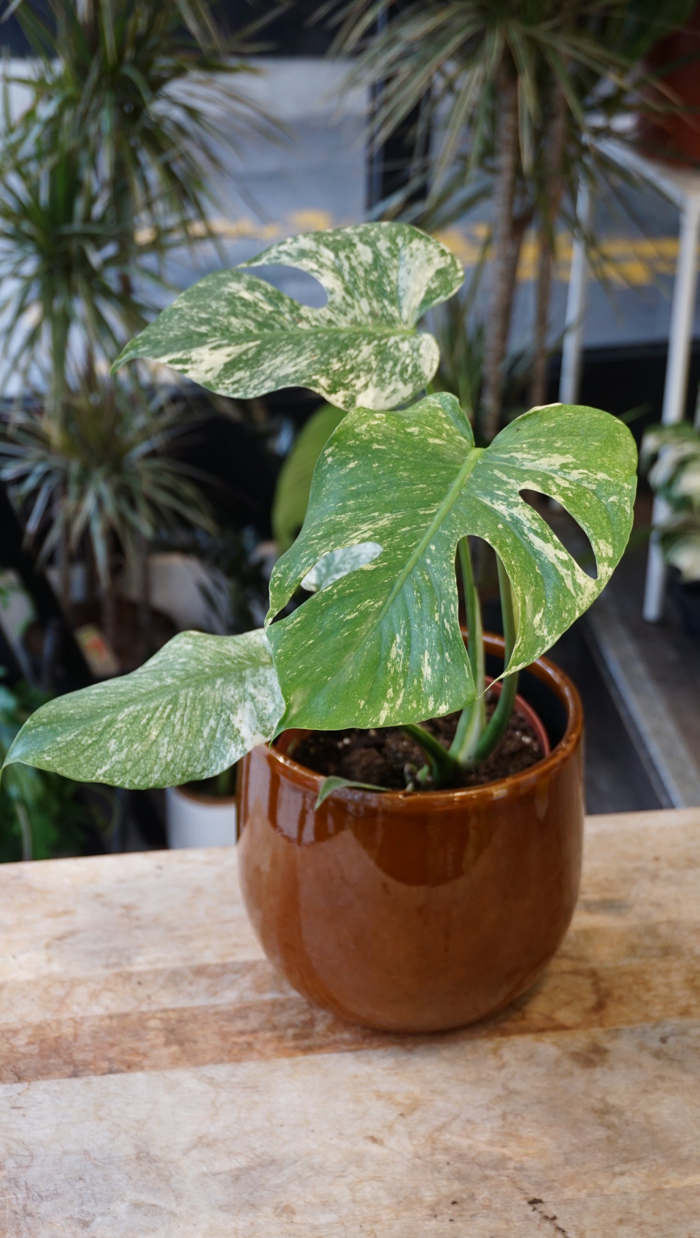 Monstera White Monster large form kunzo studio plantes rares jungle jardinerie strasbourg rare plant shop online pflanzen