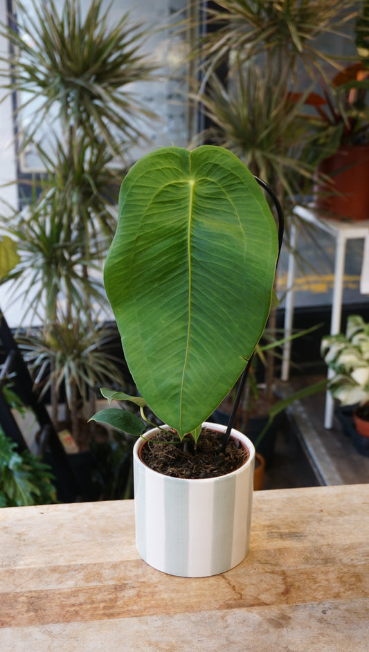 Anthurium Peltigrum studio plantes rares jungle jardinerie strasbourg rare plant shop online pflanzen