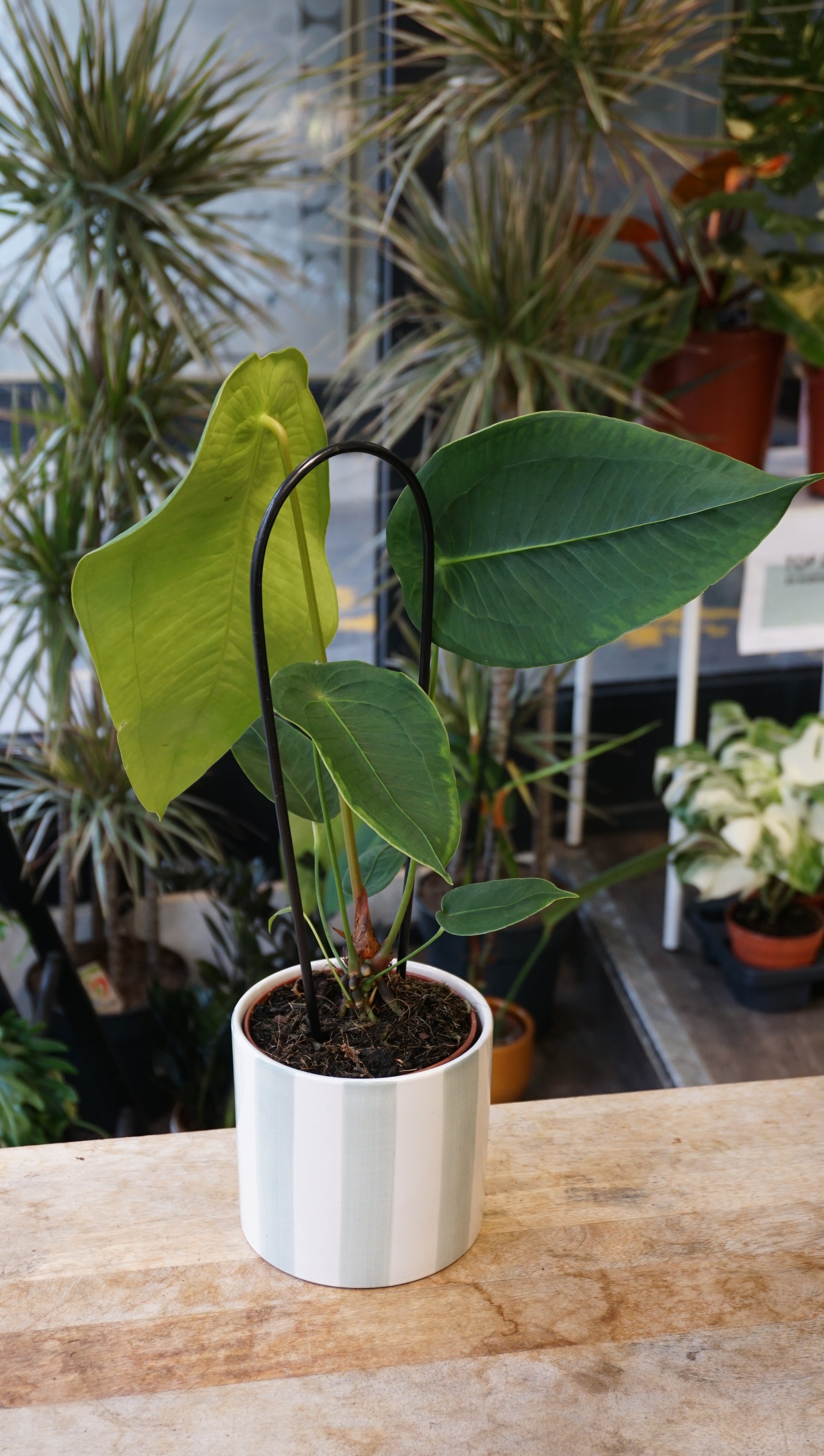 Anthurium Peltigrum studio plantes rares jungle jardinerie strasbourg rare plant shop online pflanzen