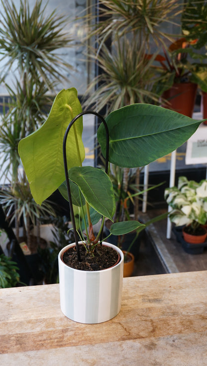 Anthurium Peltigrum studio plantes rares jungle jardinerie strasbourg rare plant shop online pflanzen