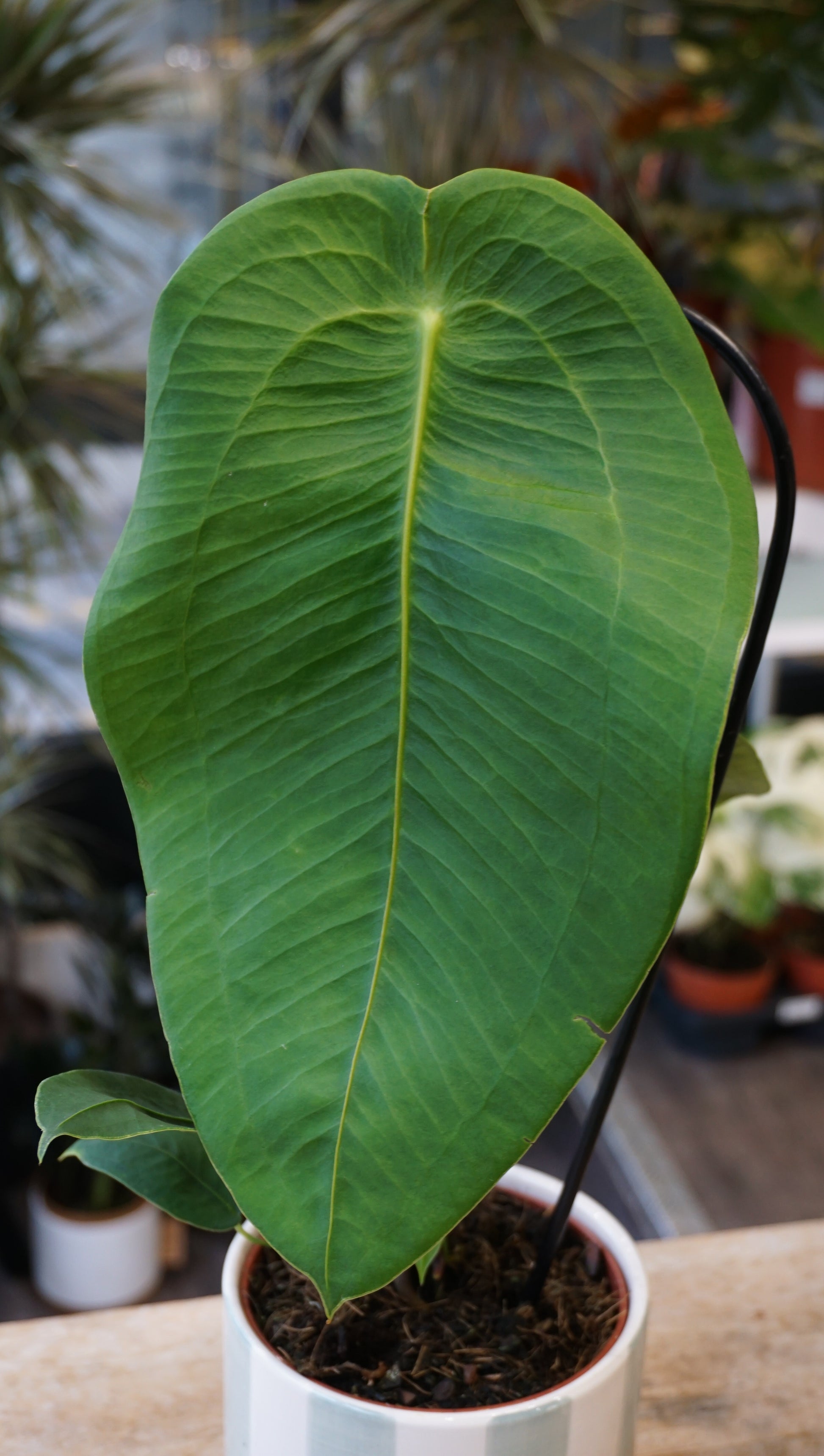 Anthurium Peltigrum studio plantes rares jungle jardinerie strasbourg rare plant shop online pflanzen