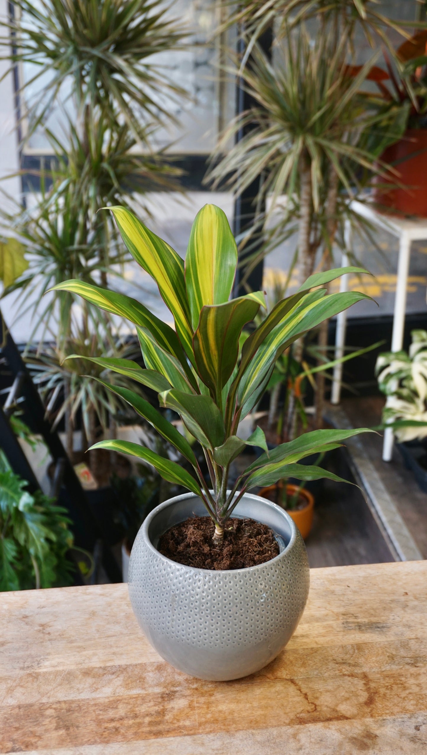 Cordyline Kiwi studio plantes rares jungle jardinerie strasbourg rare plant shop online pflanzen