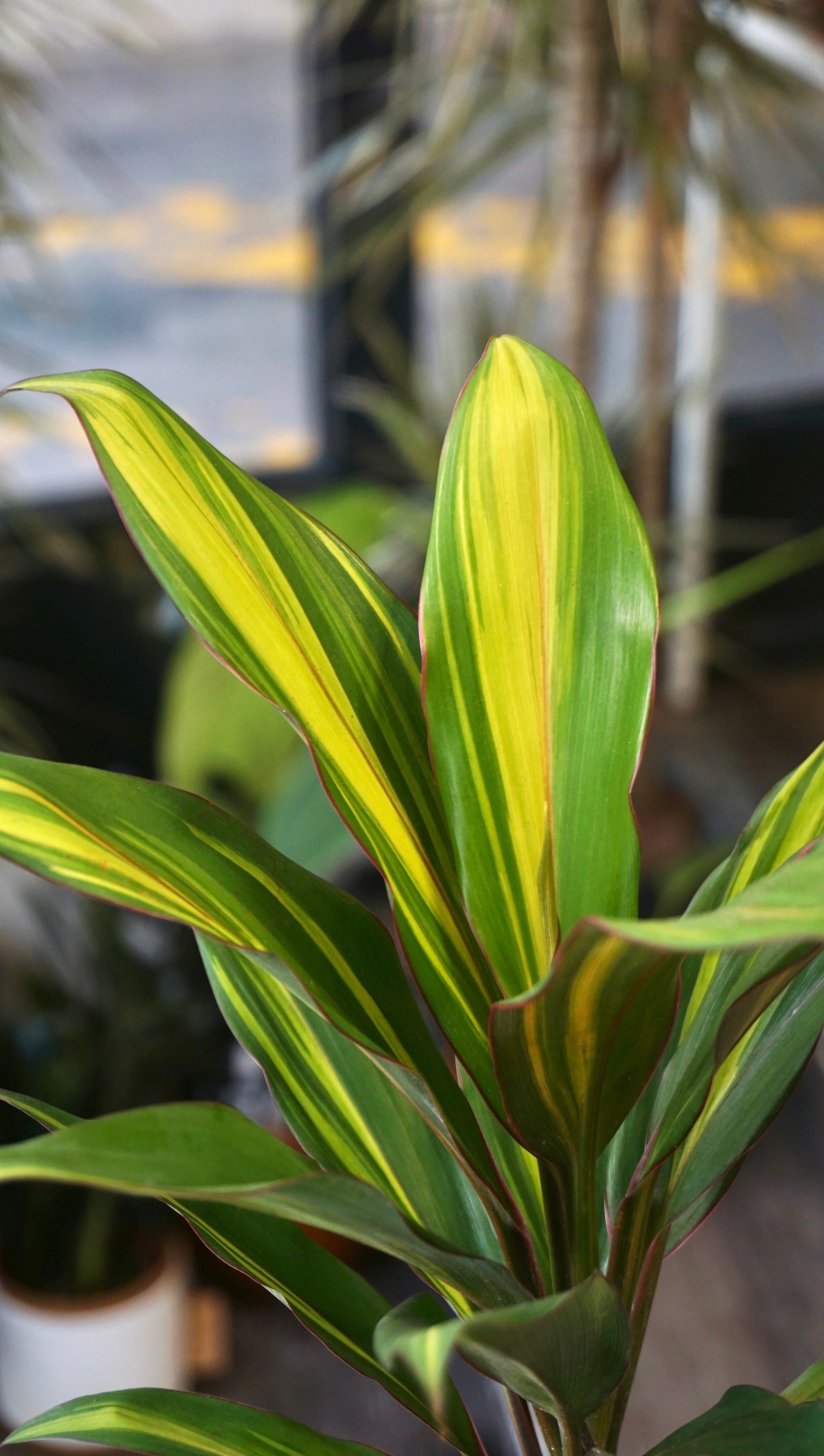 Cordyline Kiwi studio plantes rares jungle jardinerie strasbourg rare plant shop online pflanzen