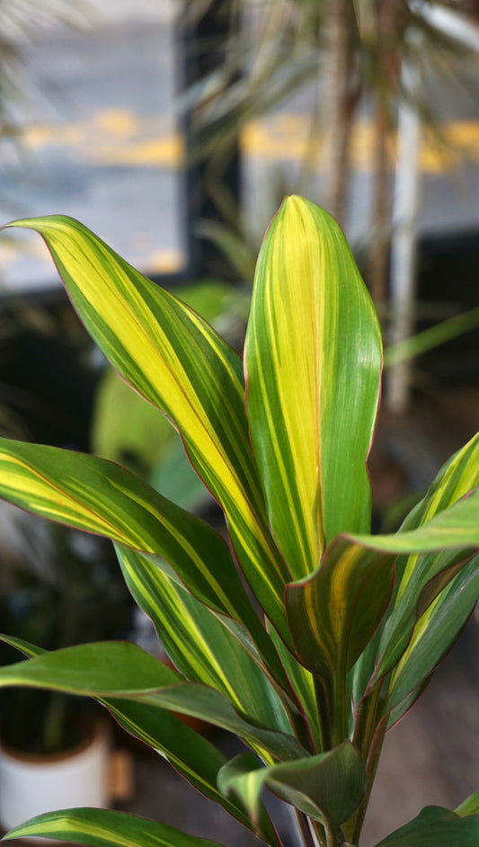 Cordyline Kiwi studio plantes rares jungle jardinerie strasbourg rare plant shop online pflanzen