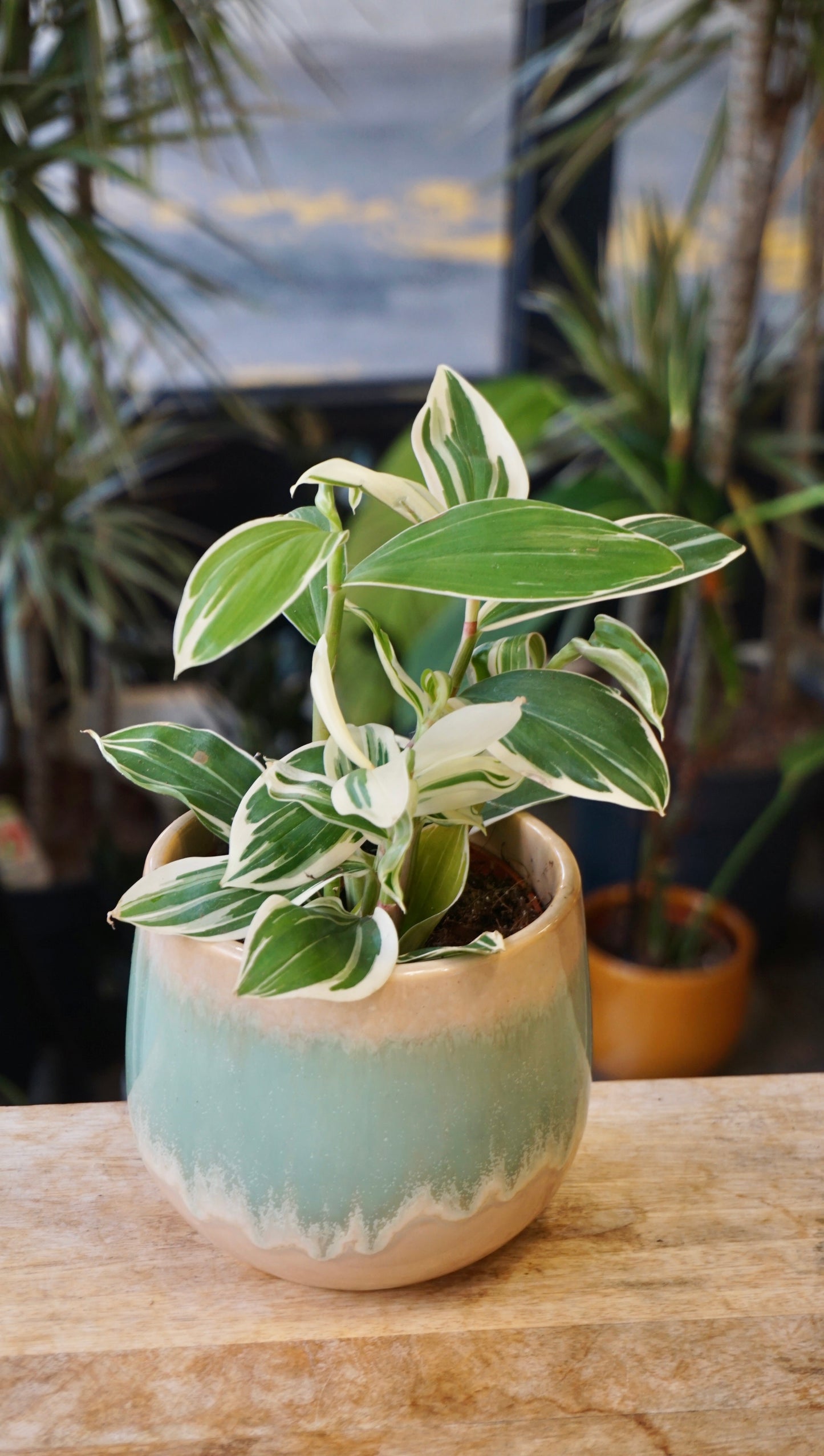 Costus Arabicus Variegata studio plantes rares jungle jardinerie strasbourg rare plant shop online pflanzen