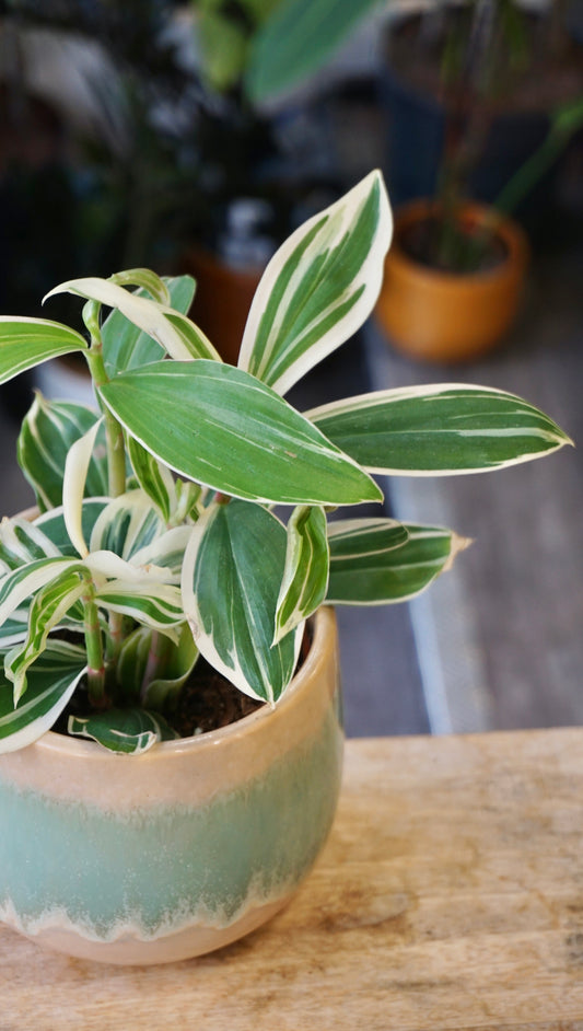 Costus Arabicus Variegata studio plantes rares jungle jardinerie strasbourg rare plant shop online pflanzen