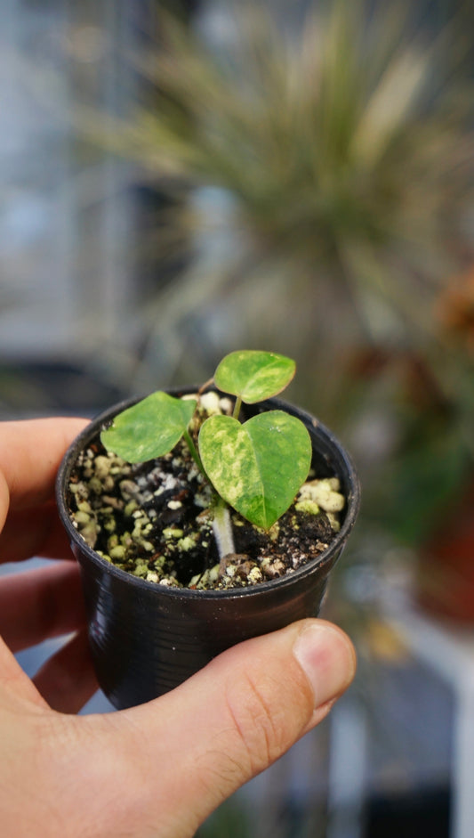 variegated Anthurium Papillilaminum x Magnificum Variegata studio plantes rares jungle jardinerie strasbourg rare plant shop online pflanzen