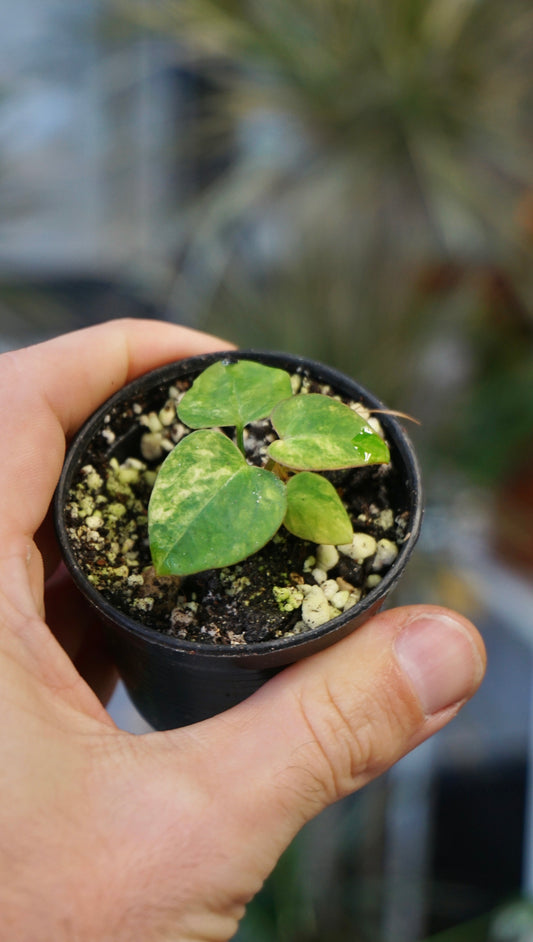Anthurium Papillilaminum x Magnificum Variegata