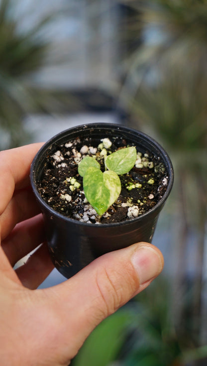 Anthurium Papillilaminum x Magnificum Variegata