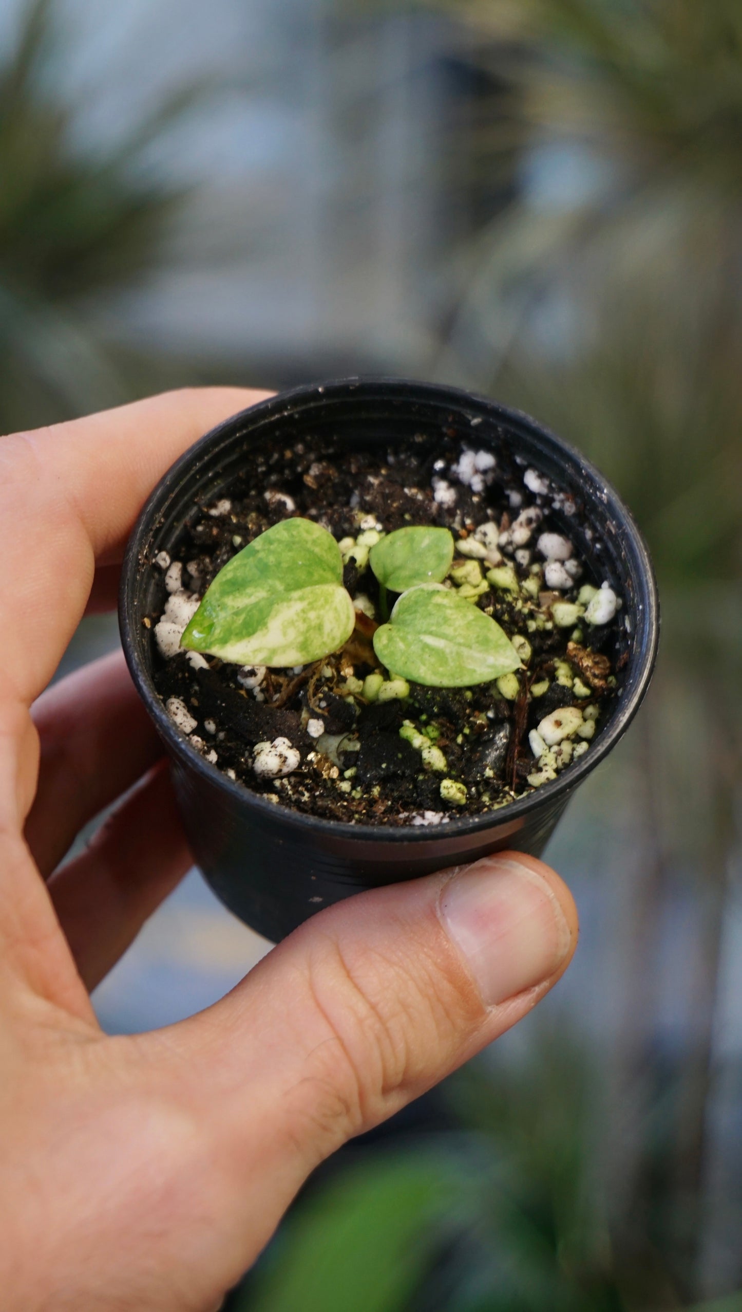 Anthurium Papillilaminum x Magnificum Variegata