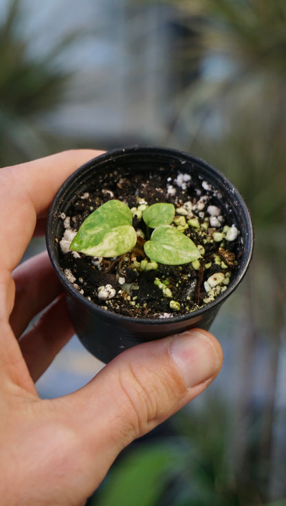 Anthurium Papillilaminum x Magnificum Variegata