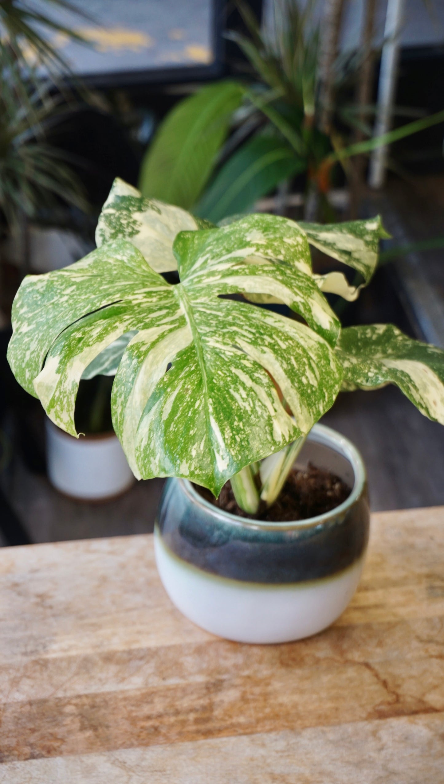 Monstera Crème Brûlée