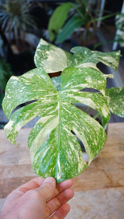 Monstera Crème Brûlée