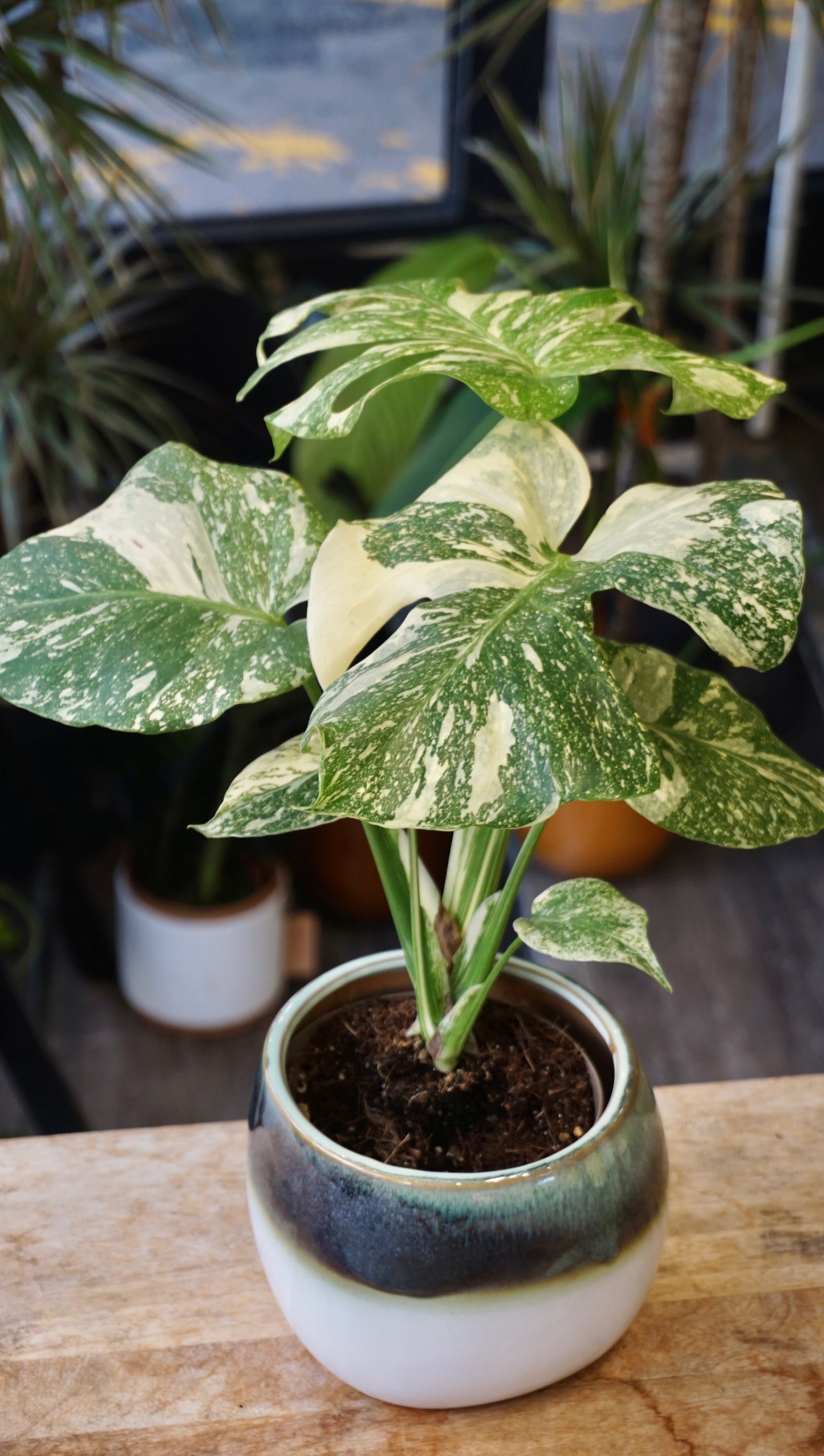 Monstera Crème Brûlée