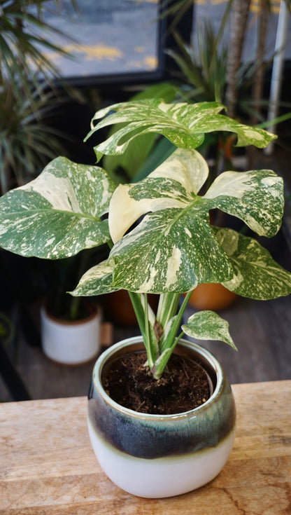 Monstera Crème Brûlée