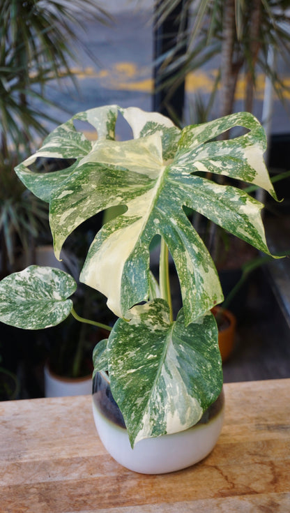 Monstera Crème Brûlée