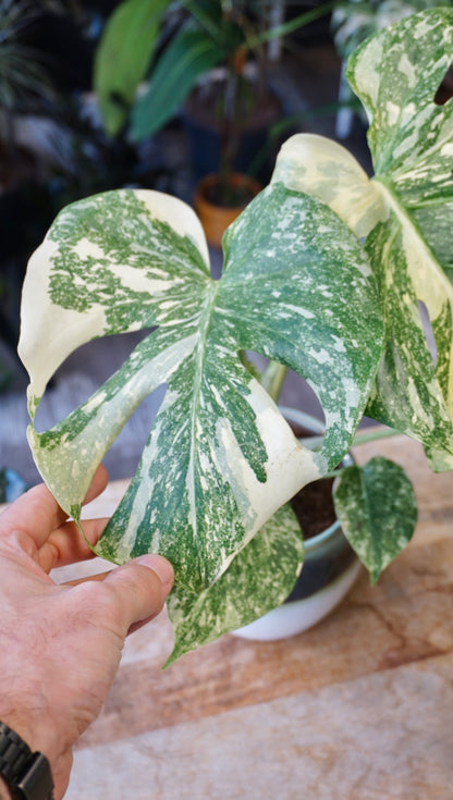 Monstera Crème Brûlée