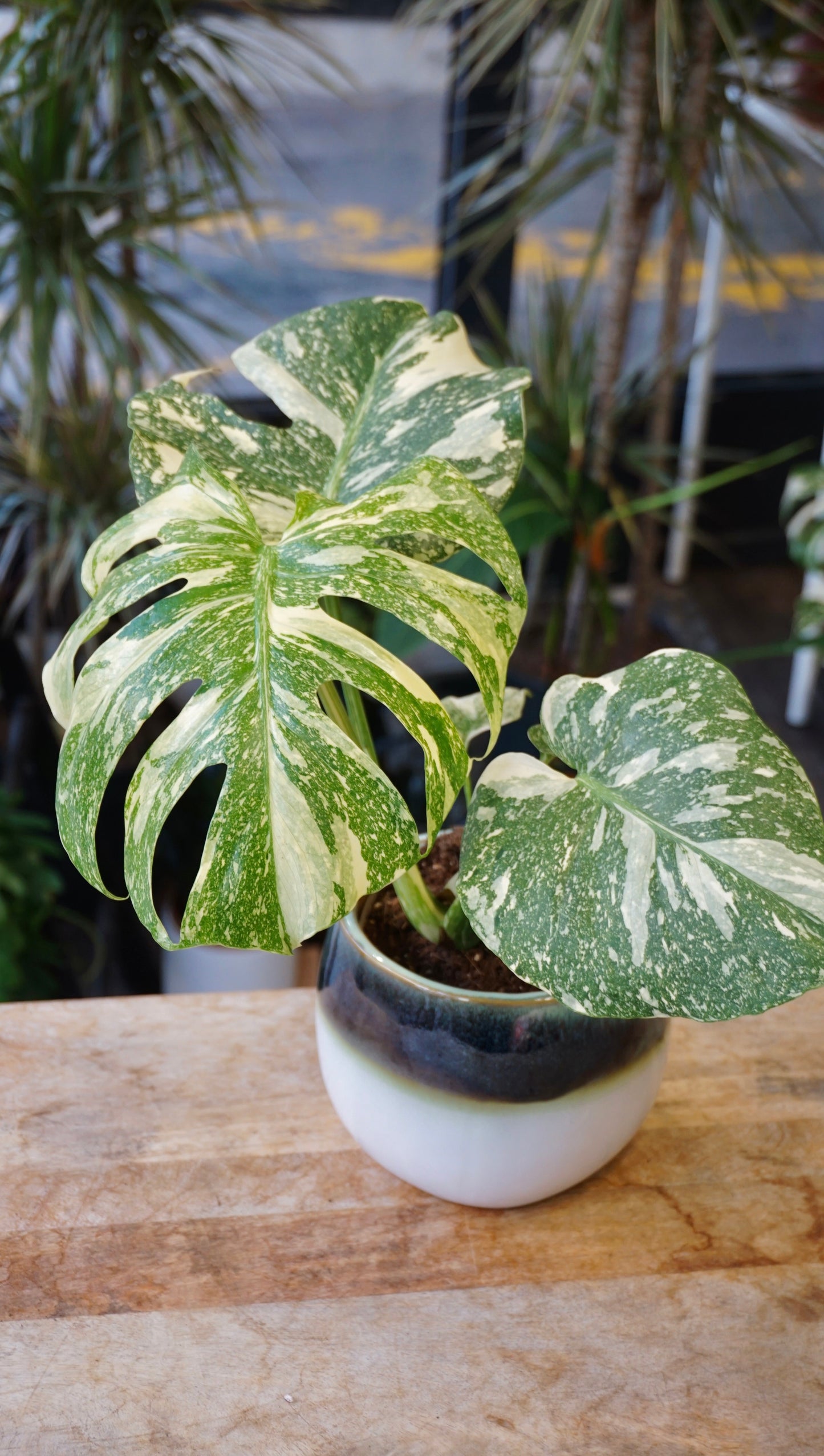 Monstera Crème Brûlée