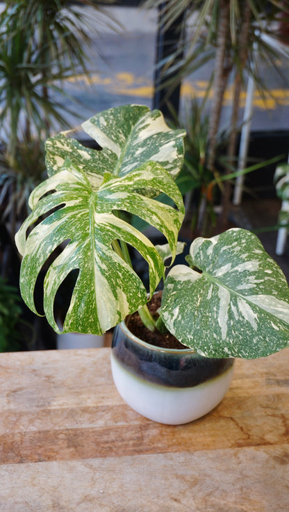 Monstera Crème Brûlée