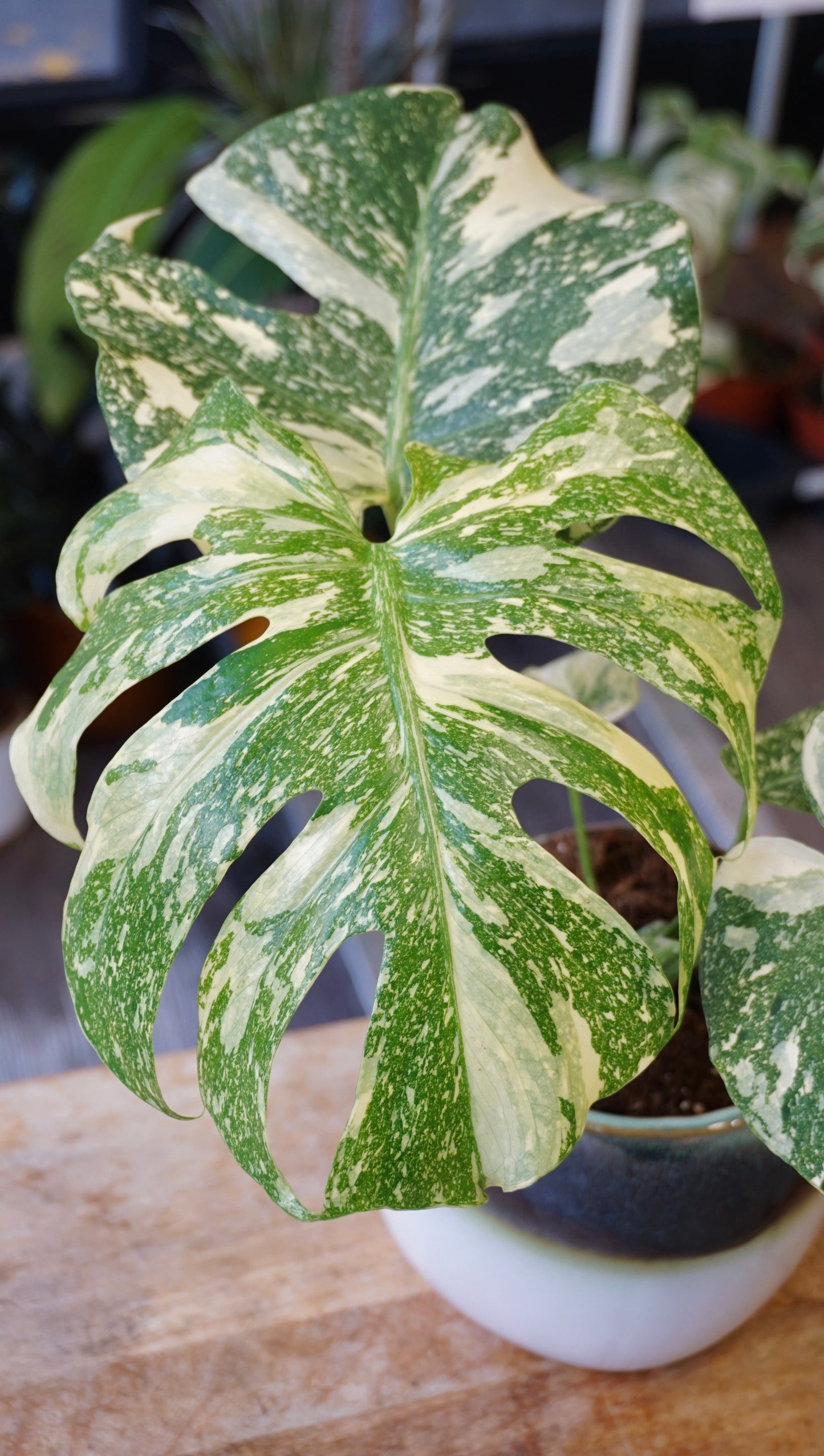 Monstera Crème Brûlée