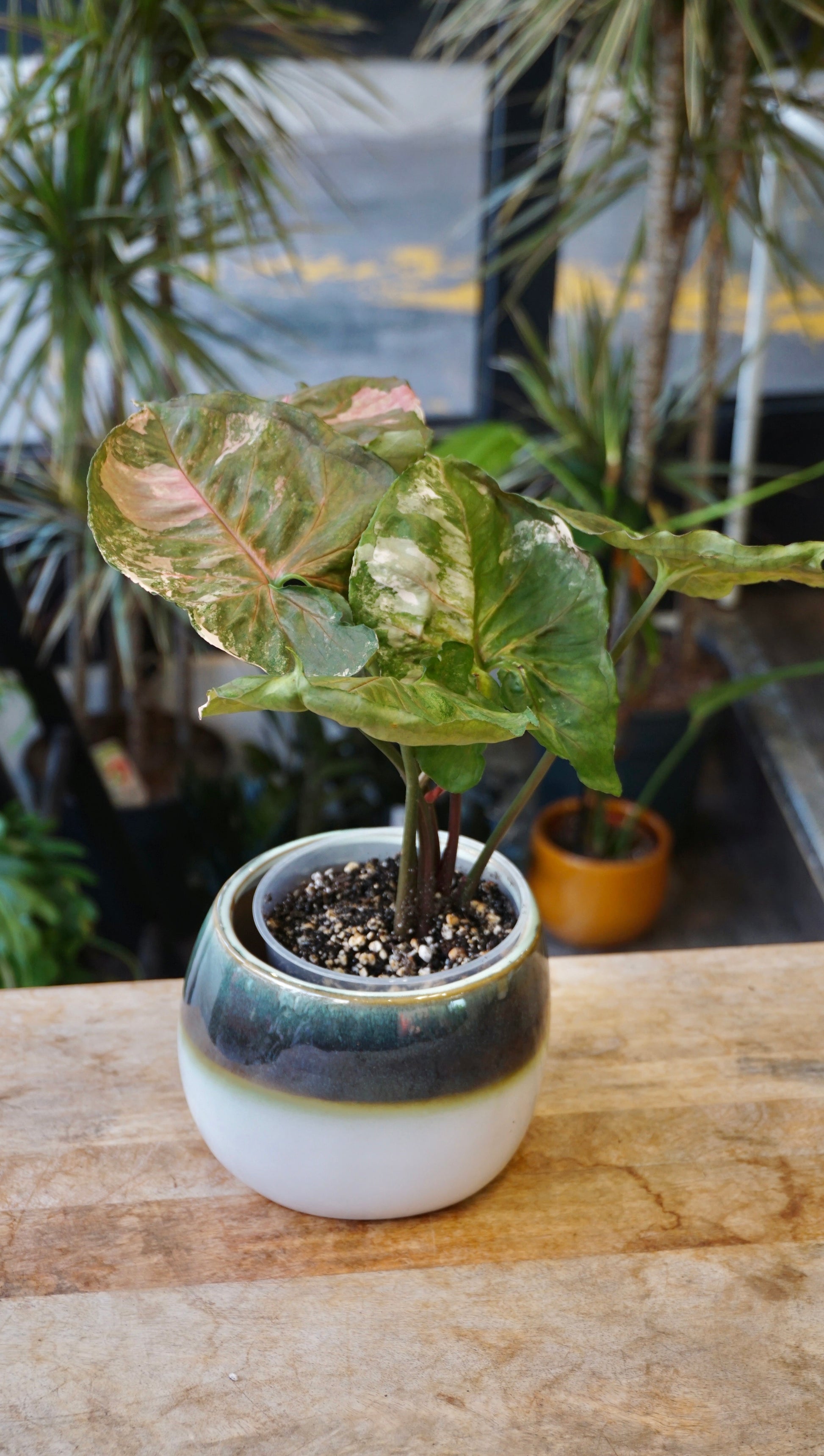 Syngonium Strawberry Ice Galaxy studio plantes rares jungle jardinerie strasbourg rare plant shop online pflanzen
