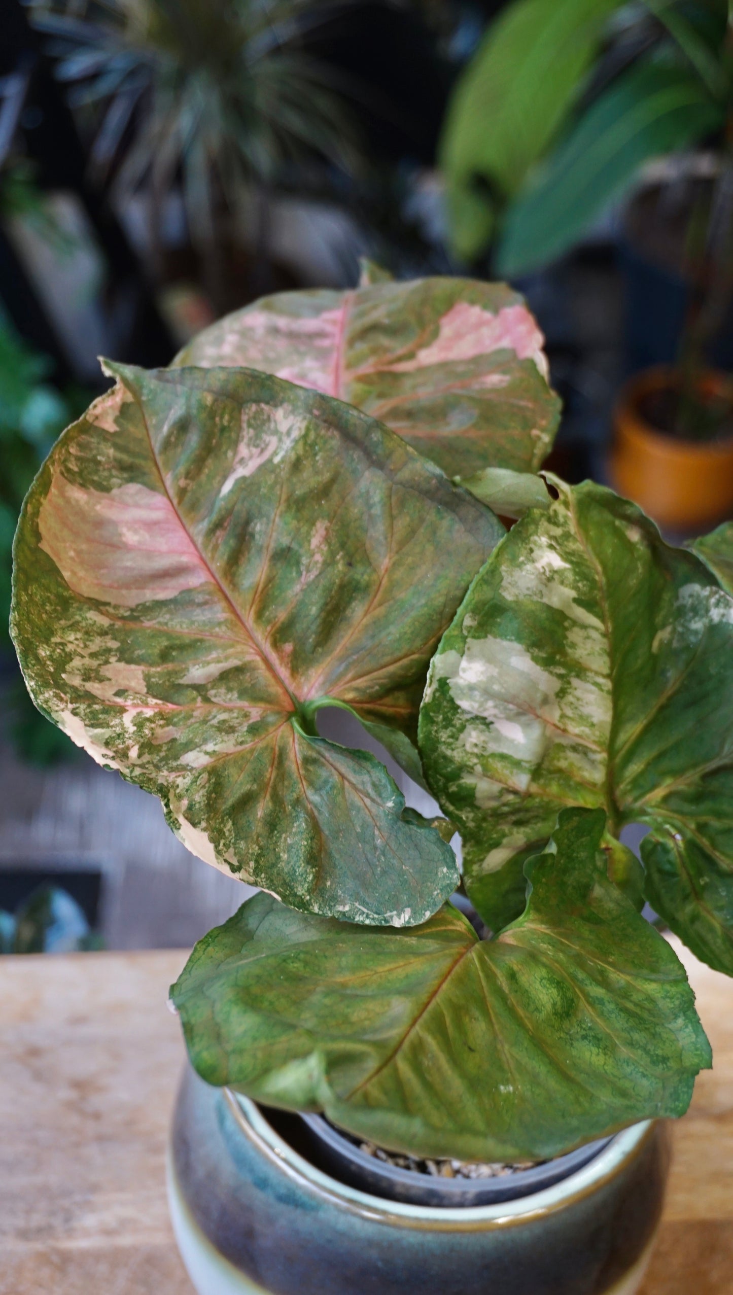 Syngonium Strawberry Ice Galaxy studio plantes rares jungle jardinerie strasbourg rare plant shop online pflanzen
