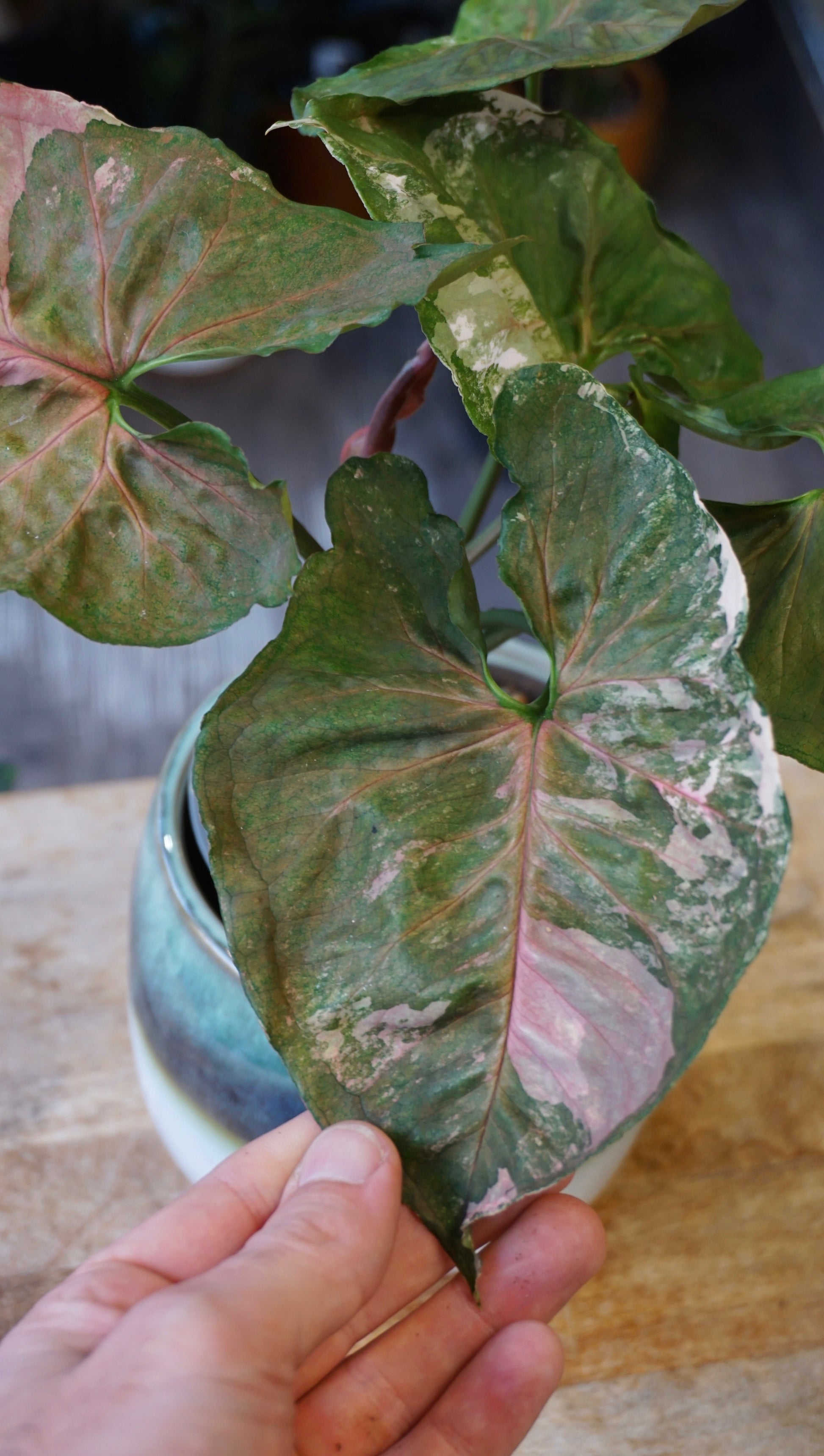 Syngonium Strawberry Ice Galaxy studio plantes rares jungle jardinerie strasbourg rare plant shop online pflanzen