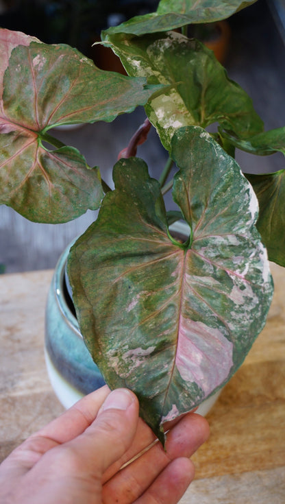 Syngonium Strawberry Ice Galaxy studio plantes rares jungle jardinerie strasbourg rare plant shop online pflanzen