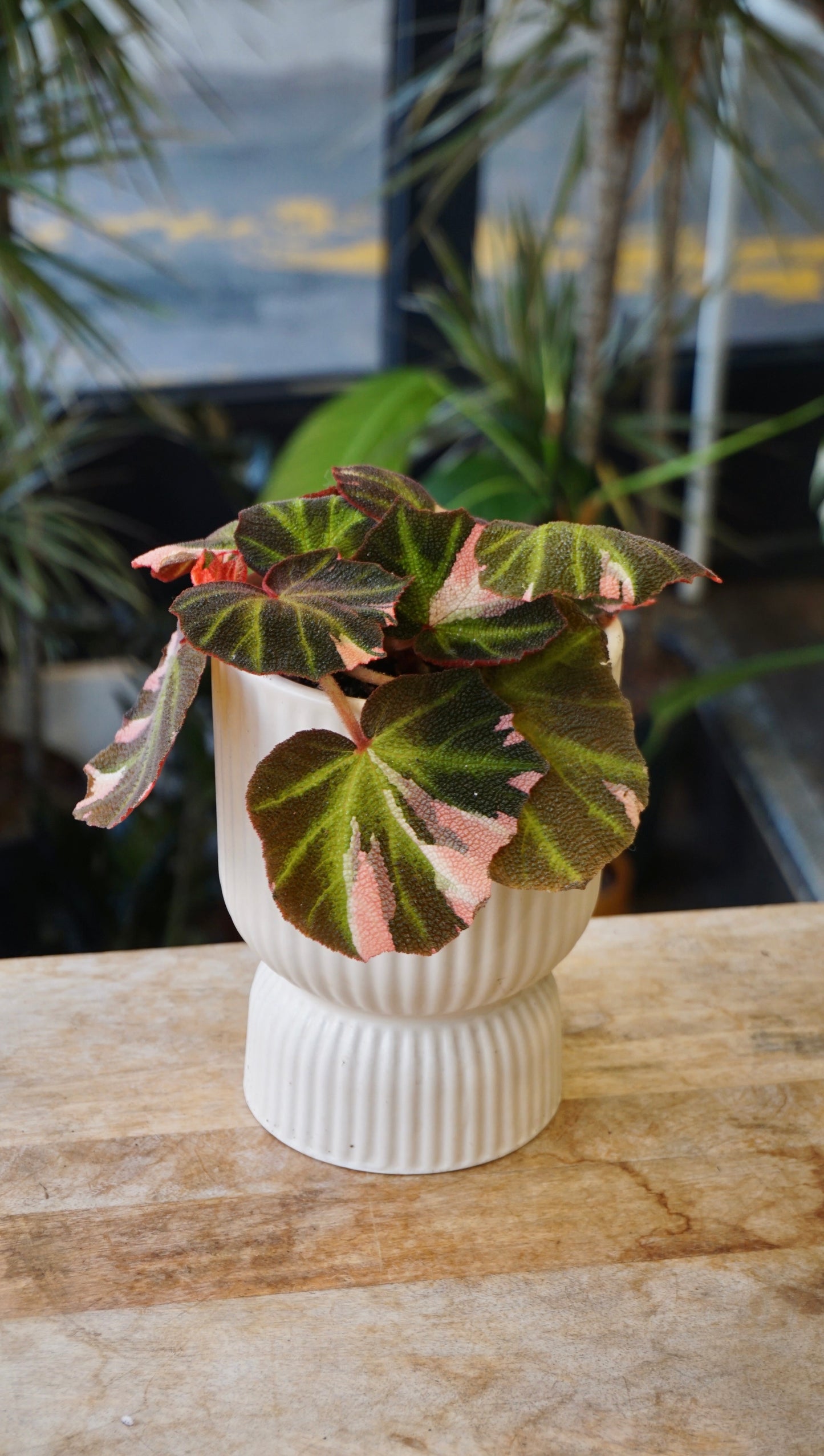 Begonia Soli Mutata Variegata studio plantes rares jungle jardinerie strasbourg rare plant shop online pflanzen