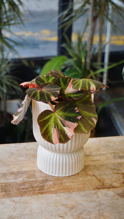 Begonia Soli Mutata Variegata studio plantes rares jungle jardinerie strasbourg rare plant shop online pflanzen
