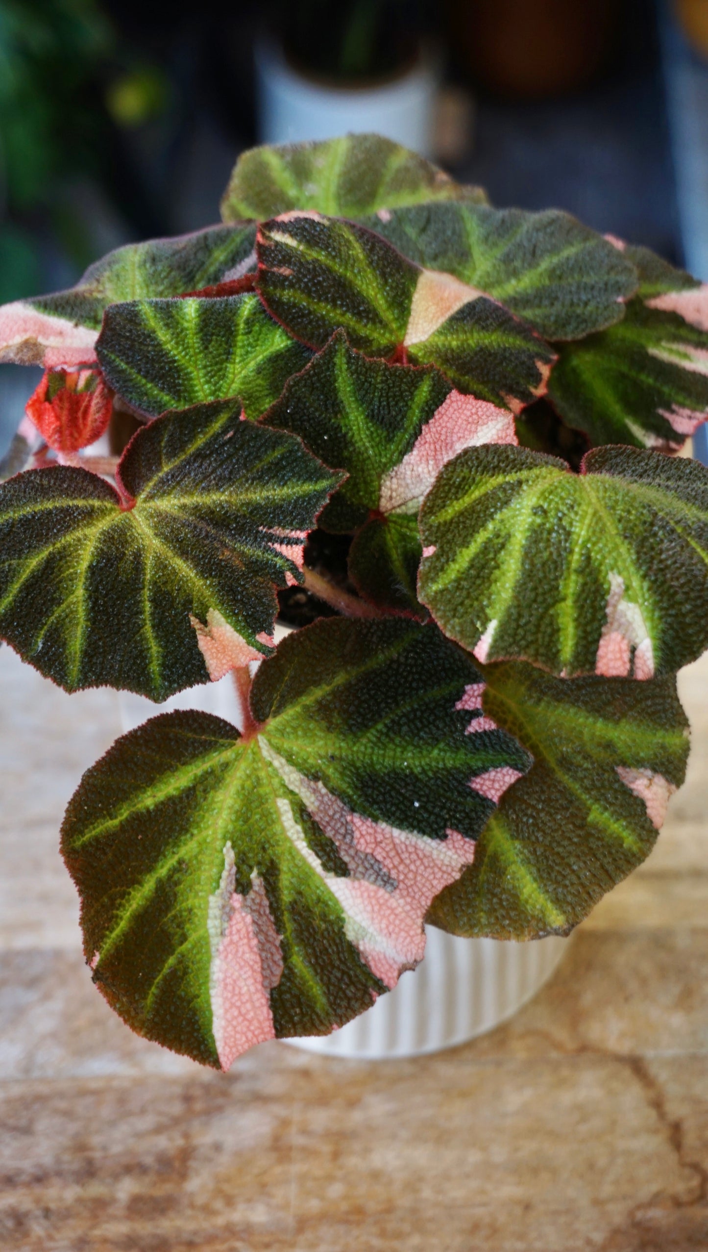 Begonia Soli Mutata Variegata studio plantes rares jungle jardinerie strasbourg rare plant shop online pflanzen